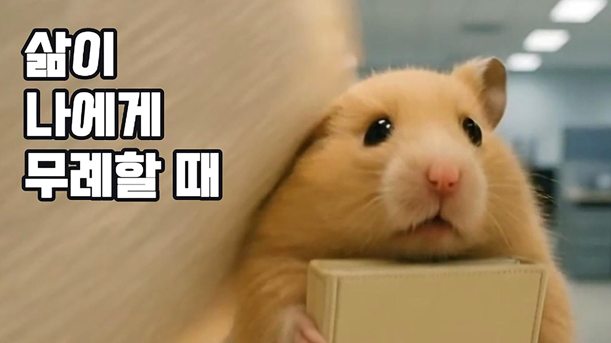 AI 캐릭터 유튜버 정서불안 김햄찌 (출처: 유튜브)